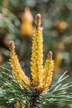 New shoots of pine tree in spring yellow Foto stock