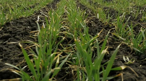 New shoots of a winter wheat on a spring field. Stock Footage 61239746