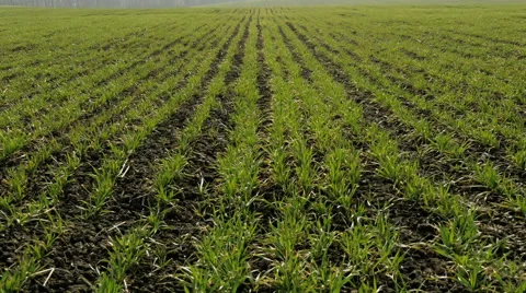 New shoots of a winter wheat on a spring field. Stockbeeldmateriaal 61242395