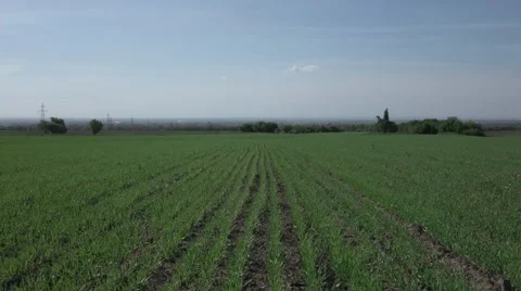 New shoots of a winter wheat on a spring field Stock Footage 68889441