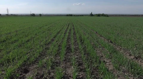New shoots of a winter wheat on a spring field Stock Footage 68894430