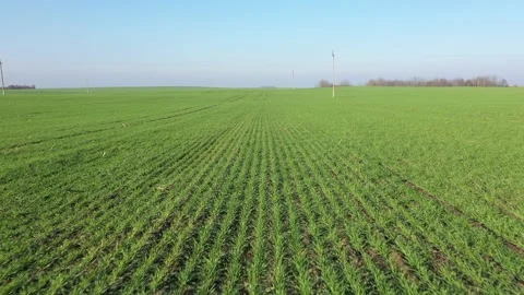 New shoots of a winter wheat on a spring field. Drone flight Stock Footage 119920144