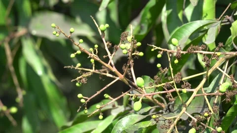 New small mangoes growing on the tree video Stock Footage 303783908