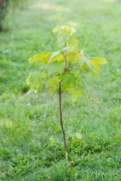New small tree Stock Photos