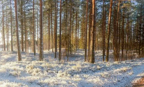 New Snow Stock Photos
