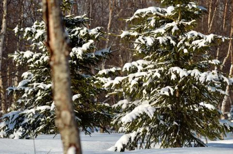 New snow on trees Stock Photos