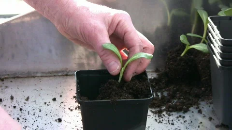 New soil to artichoke Stock Footage