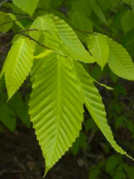 New spring beech leaves Stock Photos