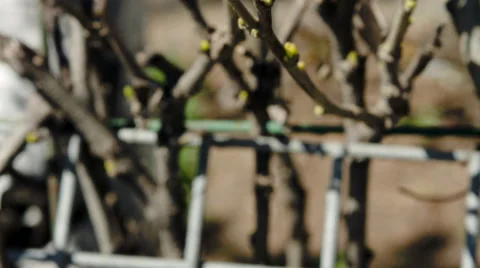 New Spring Buds On A Bush Stock Footage 57802904