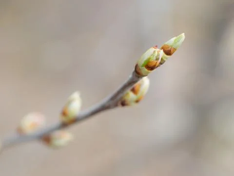 New spring buds Stock Photos