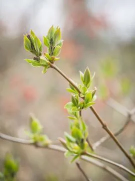 New spring buds Stock Photos