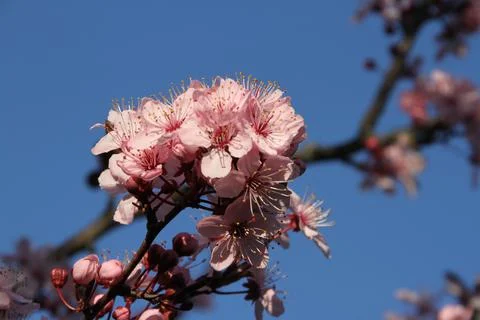 New Spring Cherry Blossom Stock Photos