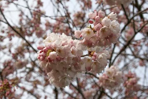 New Spring Cherry Blossom Stock Photos