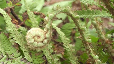 New Spring Fern Frond Leaf unfolding - Phi spiral Fibonacci golden Ratio Stock-Footage 50770140