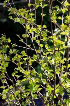 New spring foliage Stock Photos