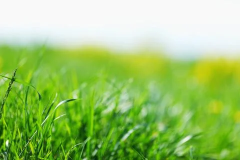 New spring green grass for design Stock Photos