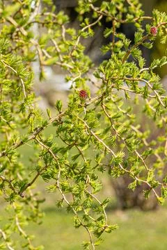 New spring larch cones in the spring garden. Stock Photos