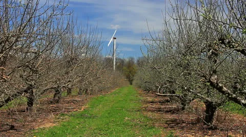  New spring leaf growth in apple orchard Vídeos de archivo 24803000