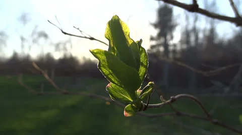 New Spring Leaves Backlit by Setting Sun Vídeo Stock 23052577