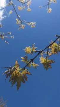New Spring Leaves on a Maple Tree Foto stock