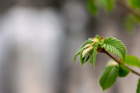 New Spring Leaves Stock Photos
