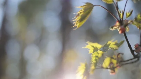 New spring maple leaves close up camera tracking warm sunlight defocused green Stock Footage 87016463