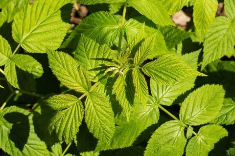 New Spring Raspberry Leaves Stock Photos