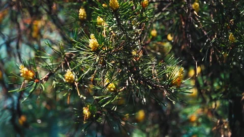 New Spring Shoots of Evergreen Pine Tree (Pinus Sylvestris) with Young Yellow Stock Footage 132817716
