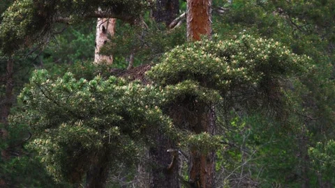 New Spring Shoots of Evergreen Pine Tree Pinus Sylvestris with Young Yellow Stock Footage 158053833