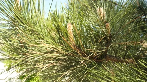 New spring shoots of evergreen tree pine with buds on a young pine branch. Stock Footage 194287549