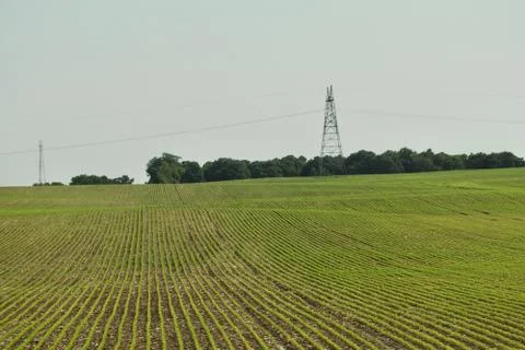 New spring soybeans Stock Photos