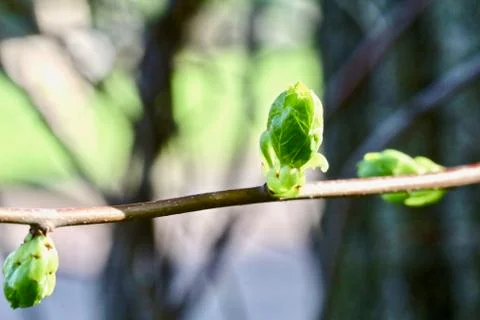 New Spring Tree Bud Stock Photos