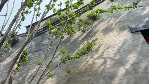 New Spring Tree Sprouts Tilt Up on Brick Wall Stock Footage 332259917