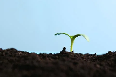 New sprout and earth. Earth day concept. Stock Photos