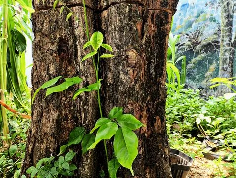 New sprout growing from a large tree trunk in schoolyard. Stock Photos