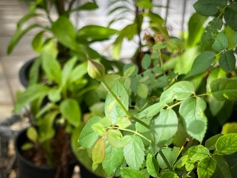 New sprout rose,rose bud emerge,for growing plant,prepare for soft pinch technic Stock Photos