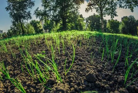 New sprouted grass in fertile soil, mineral peat. Wide angle close up Stock Photos