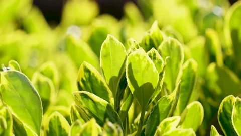 New sprouted leaves in spring Stock Footage 158554795