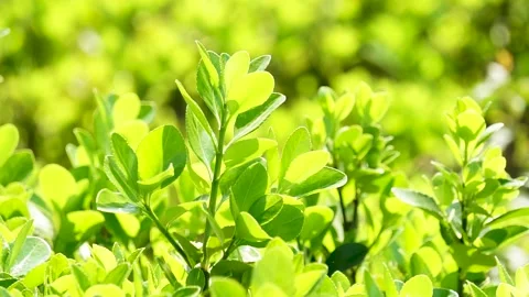 New sprouted leaves in spring Stock Footage 158554806