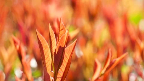 New sprouted leaves in spring Stock Footage 158554813