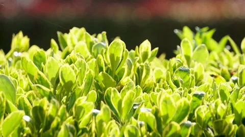 New sprouted leaves in spring Stock Footage 158554815
