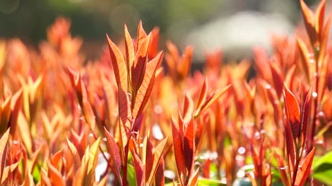 New sprouted leaves in spring Stock Footage 158554817