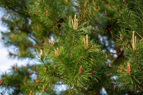 New sprouts on pine trees Stock Photos