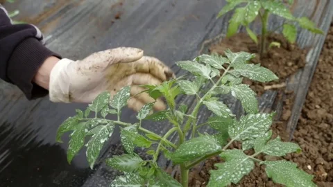 New sprouts on tomato seedlings Stock Footage 76182054
