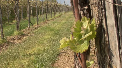 New stems with shoots in vineyard Stock Footage 39660933