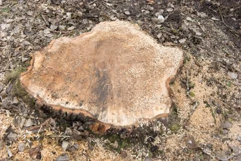 New stump Stock Photos