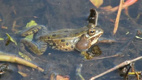 New Subspecies of  Atlantic Coast Leopard Frog (Rana kauffeldi) Stock Footage 10828040