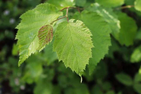 A new tiny red speckled hazelnut grows on a branch Stock Photos