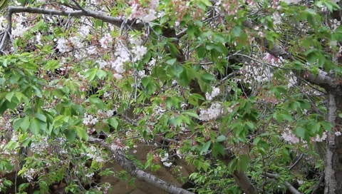 New Tree Blossoms Video stock 3678248
