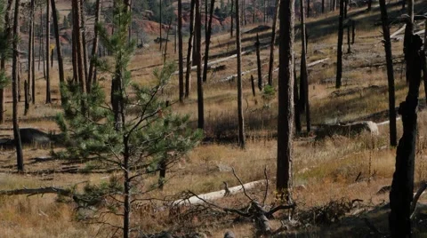 New tree in forest Stock Footage 48482843